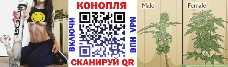 Марихуана SATIVA & INDICA  Купить где  Орлов 